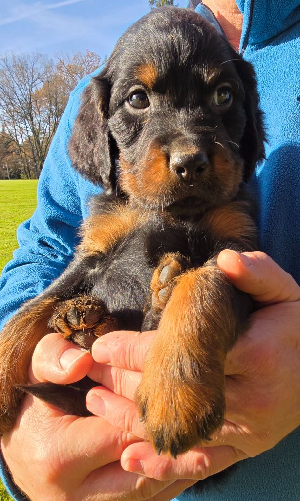 du domaine du grand roc - Chiot disponible  - Setter Gordon