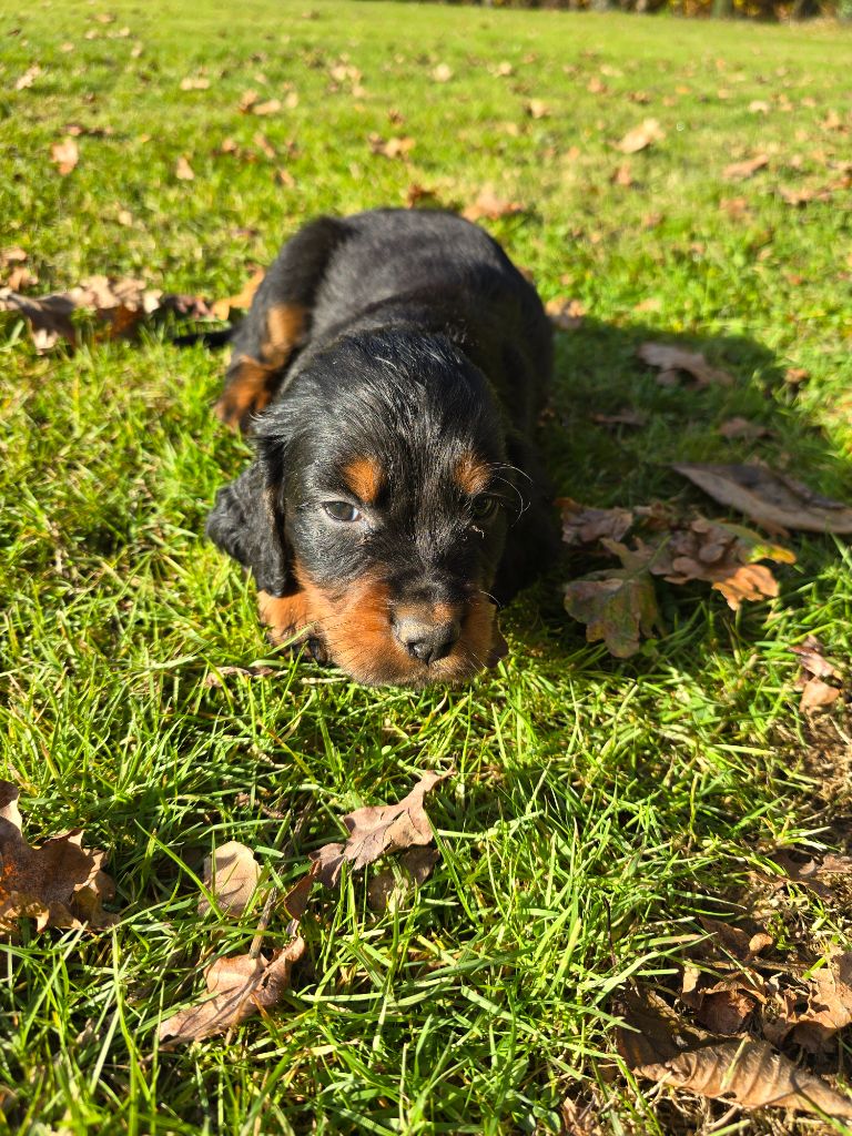 du domaine du grand roc - Chiot disponible  - Setter Gordon