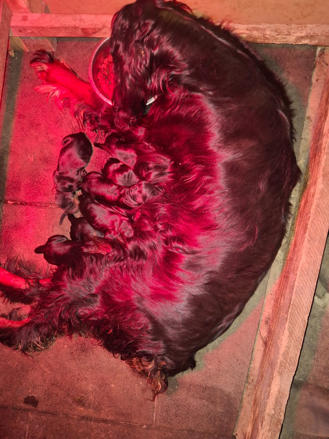 Une magnifique portée pour Star avec 8 chiots (6 F et 2 M). Nès le 10 juin 2026.A réserver dès maintenant. Parents bécassiers et dysplasie A.