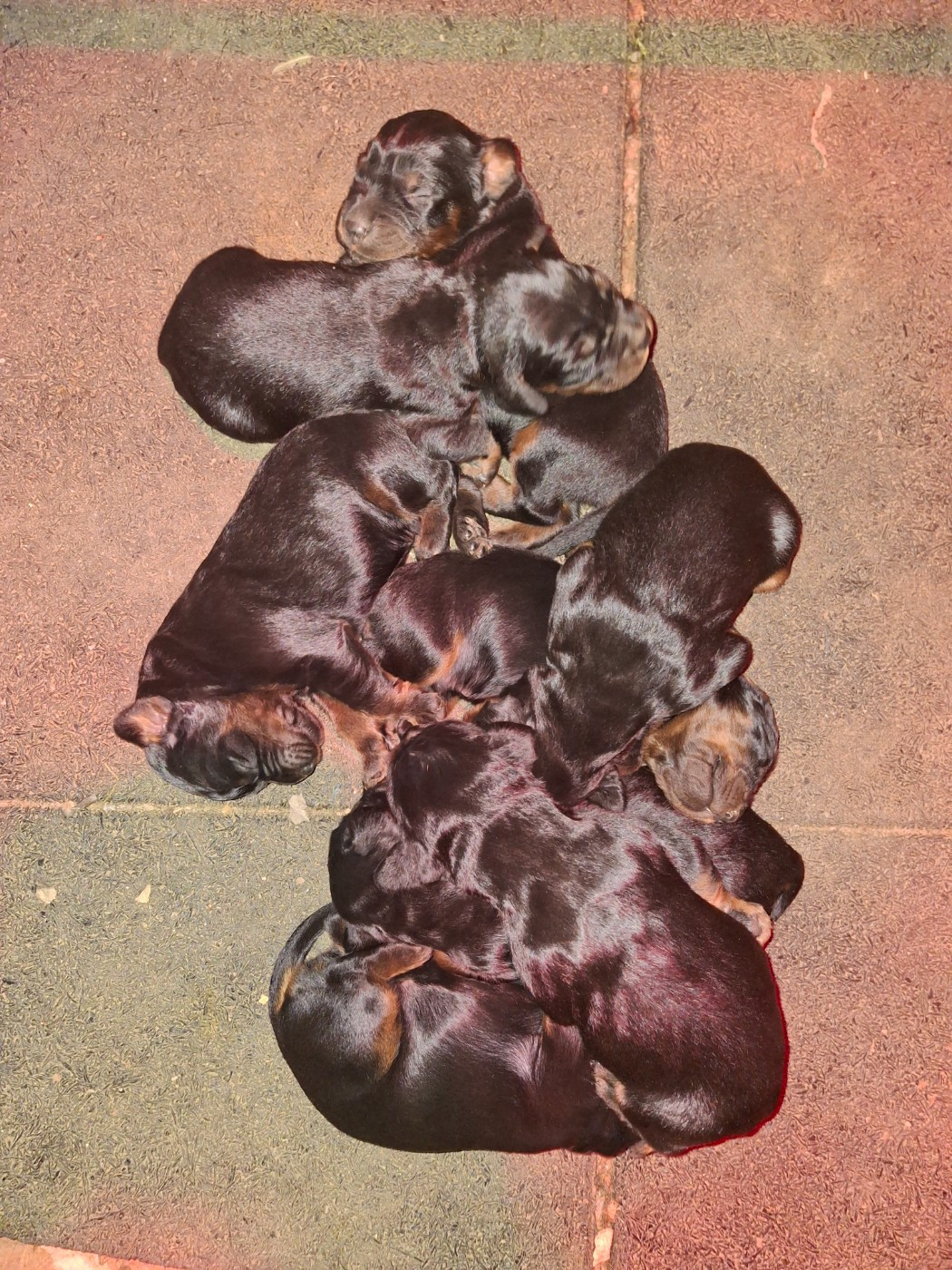 du domaine du grand roc - Chiots disponibles - Setter Gordon