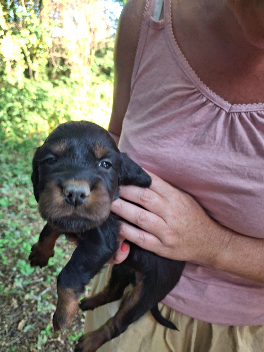 du domaine du grand roc - Chiots disponibles - Setter Gordon
