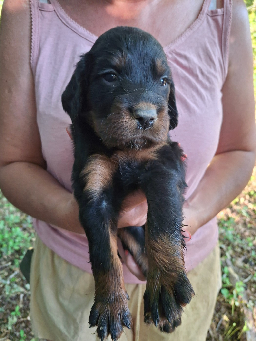 du domaine du grand roc - Chiots disponibles - Setter Gordon
