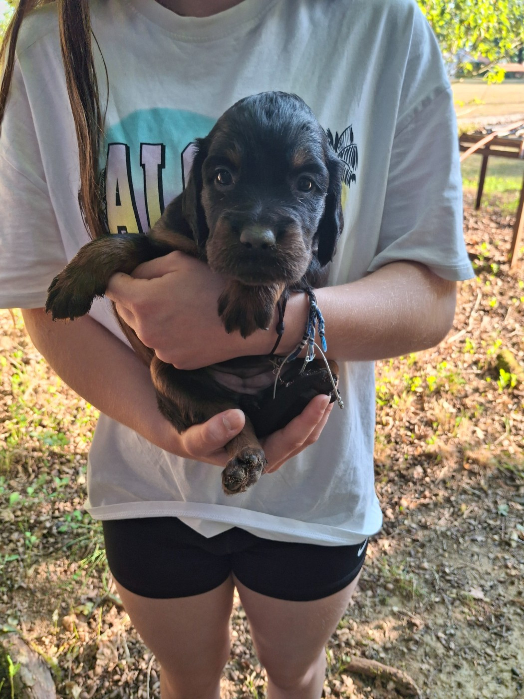 du domaine du grand roc - Chiots disponibles - Setter Gordon