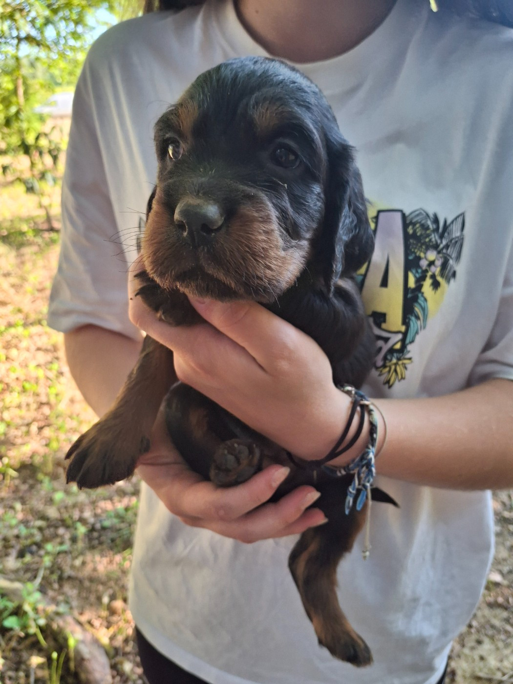 du domaine du grand roc - Chiots disponibles - Setter Gordon