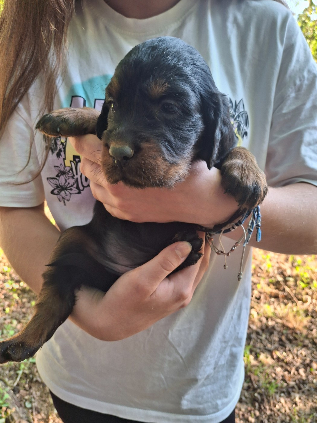 du domaine du grand roc - Chiots disponibles - Setter Gordon