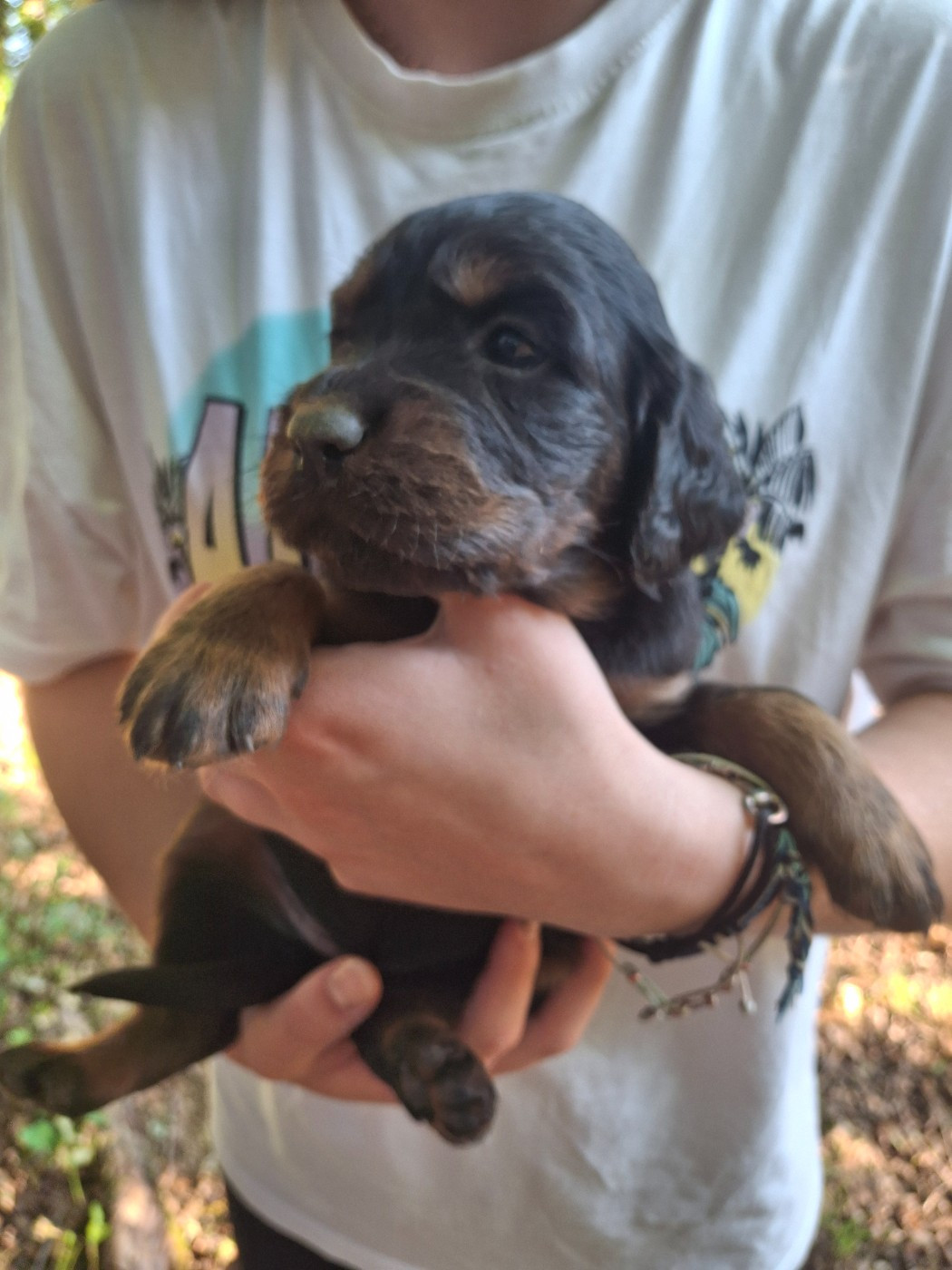 du domaine du grand roc - Chiots disponibles - Setter Gordon