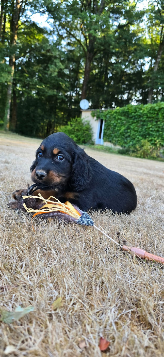du domaine du grand roc - Chiots disponibles - Setter Gordon