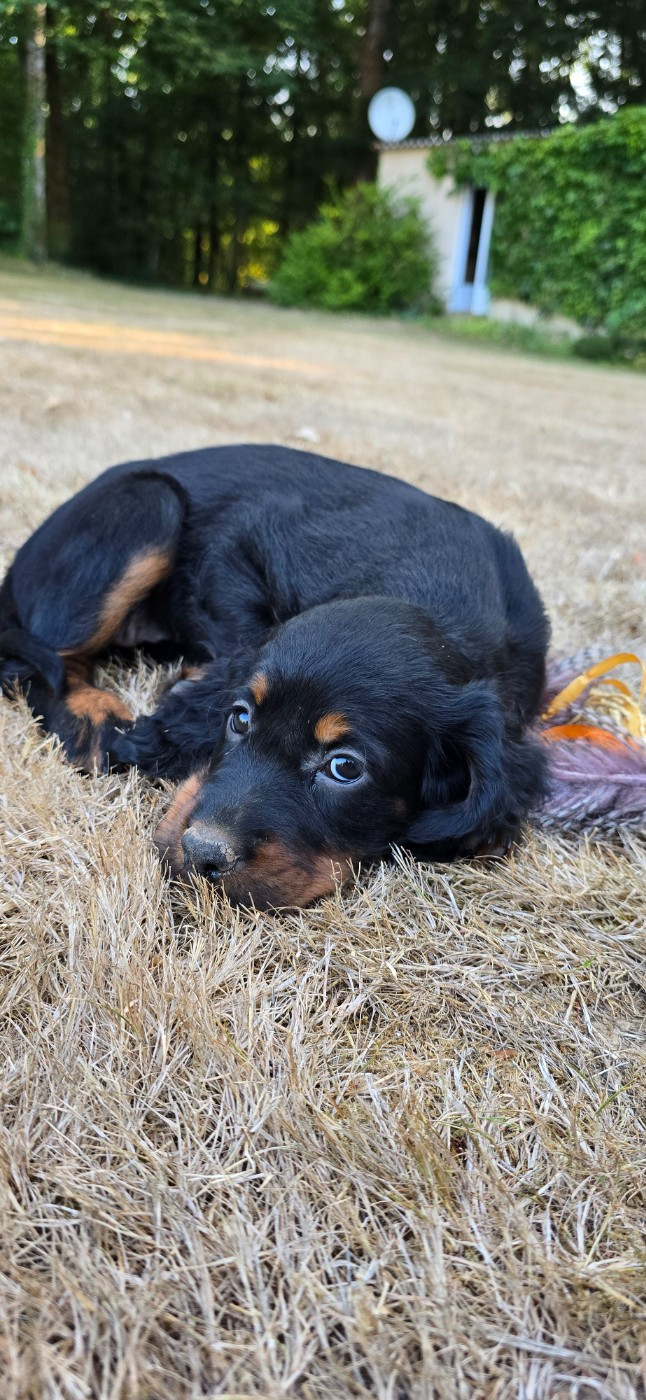 du domaine du grand roc - Chiots disponibles - Setter Gordon