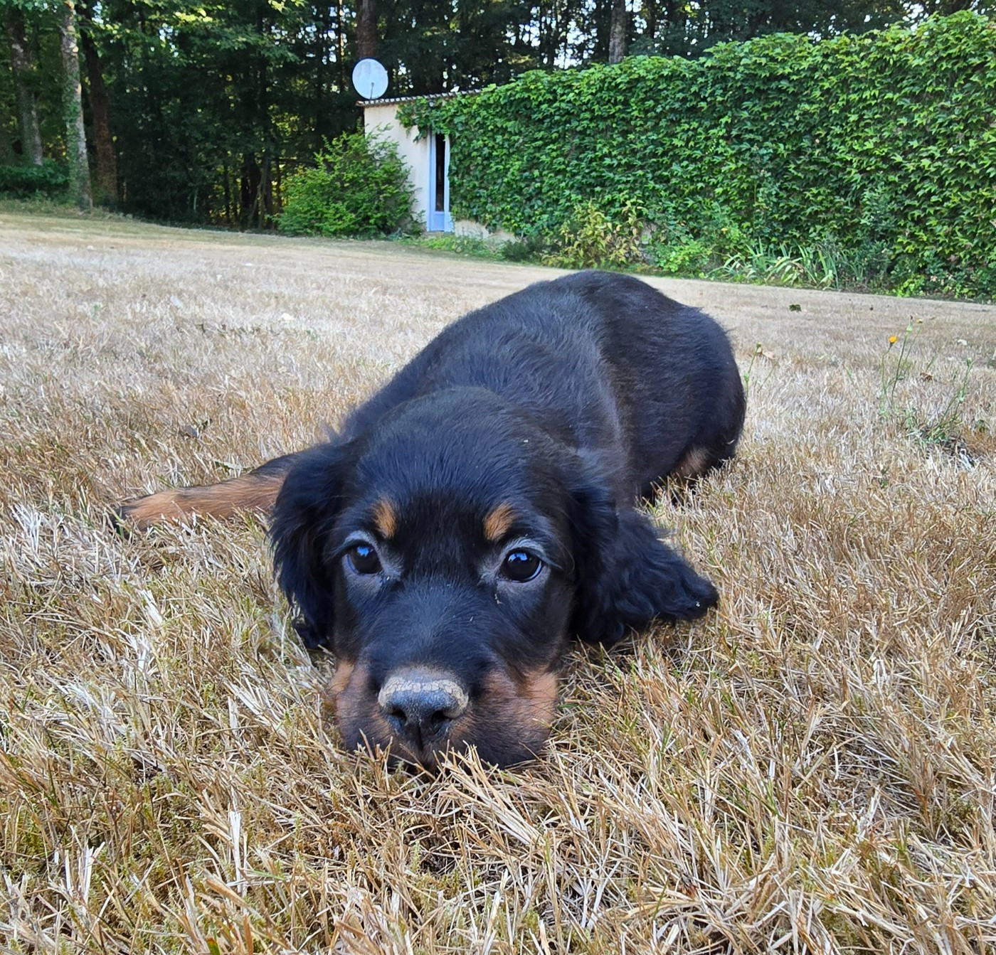du domaine du grand roc - Chiots disponibles - Setter Gordon