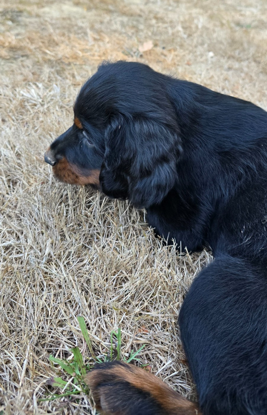 du domaine du grand roc - Chiots disponibles - Setter Gordon
