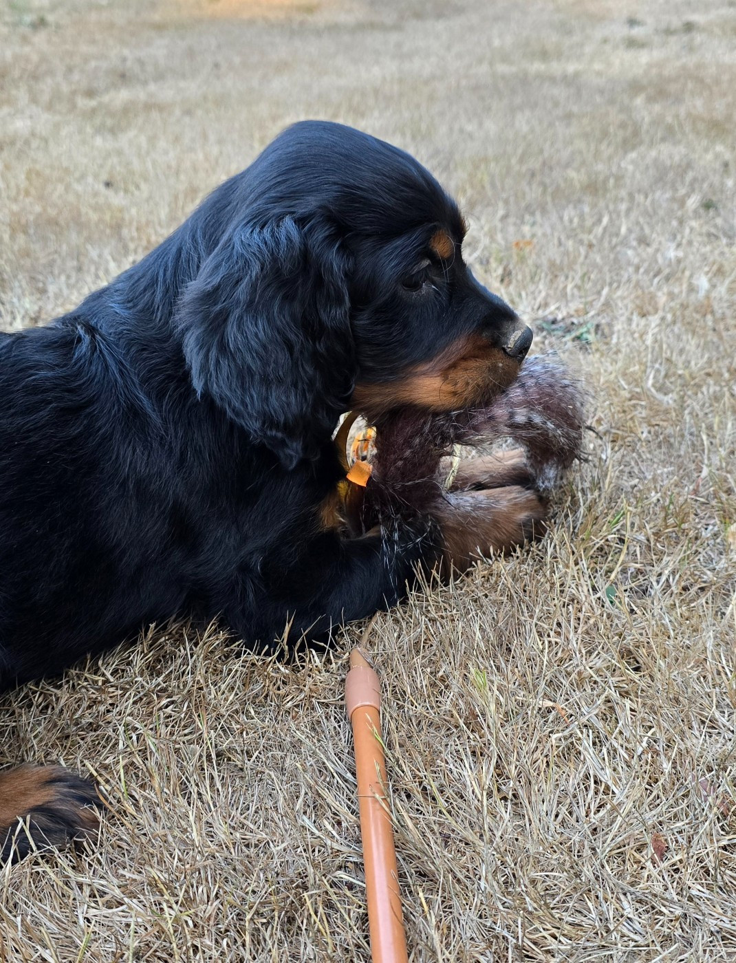 du domaine du grand roc - Chiots disponibles - Setter Gordon