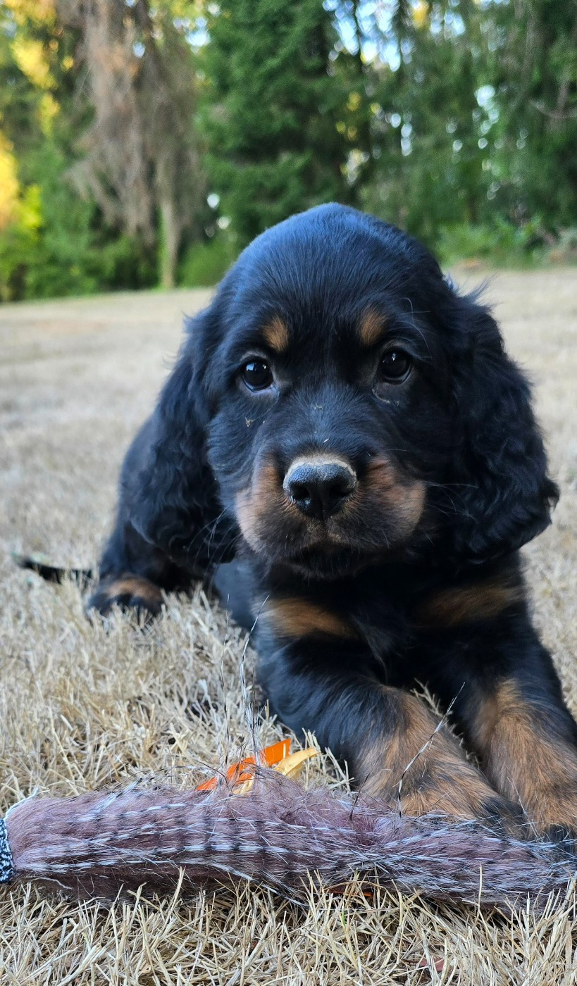 du domaine du grand roc - Chiots disponibles - Setter Gordon