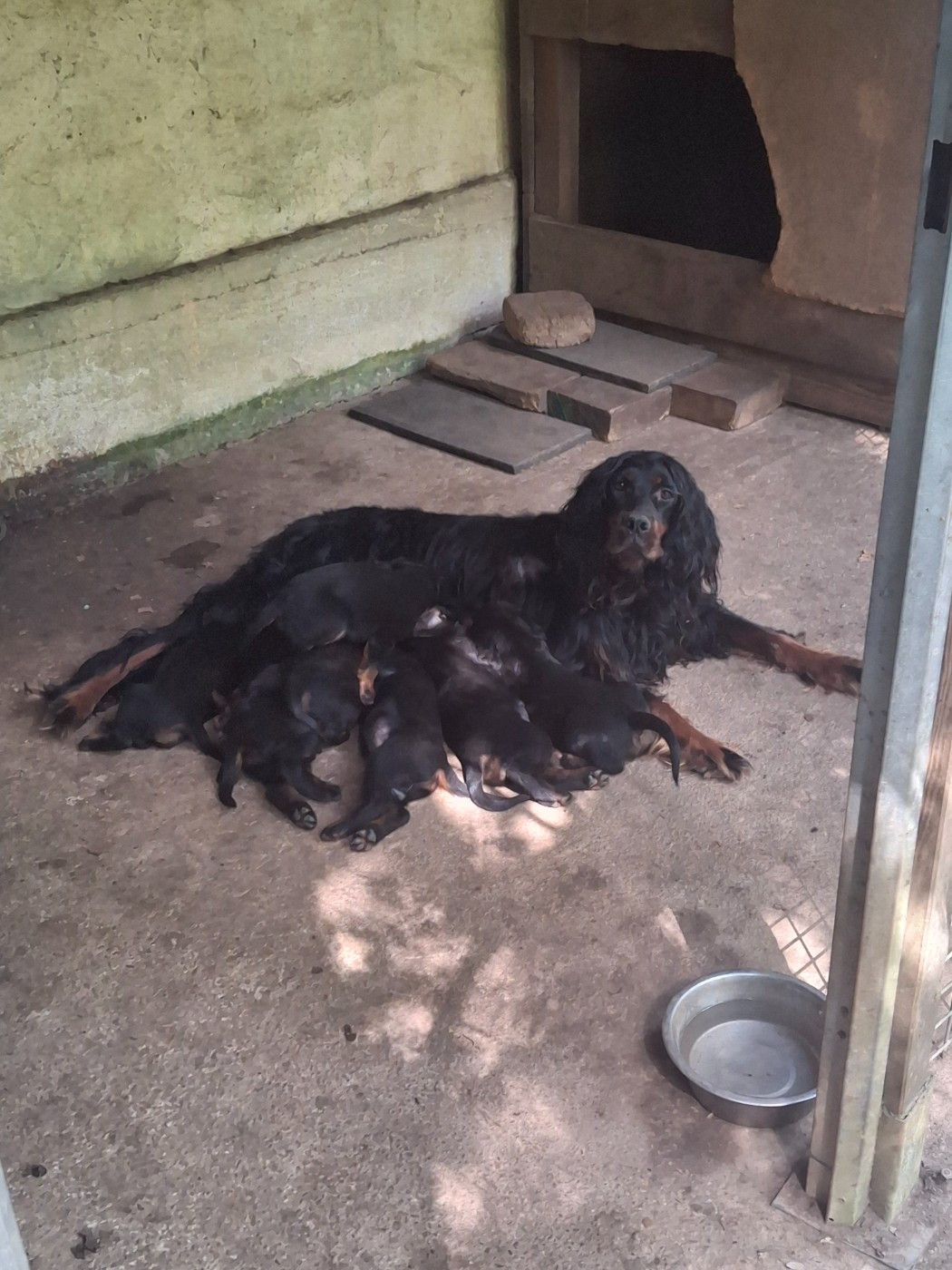 du domaine du grand roc - Setter Gordon - Portée née le 10/06/2026
